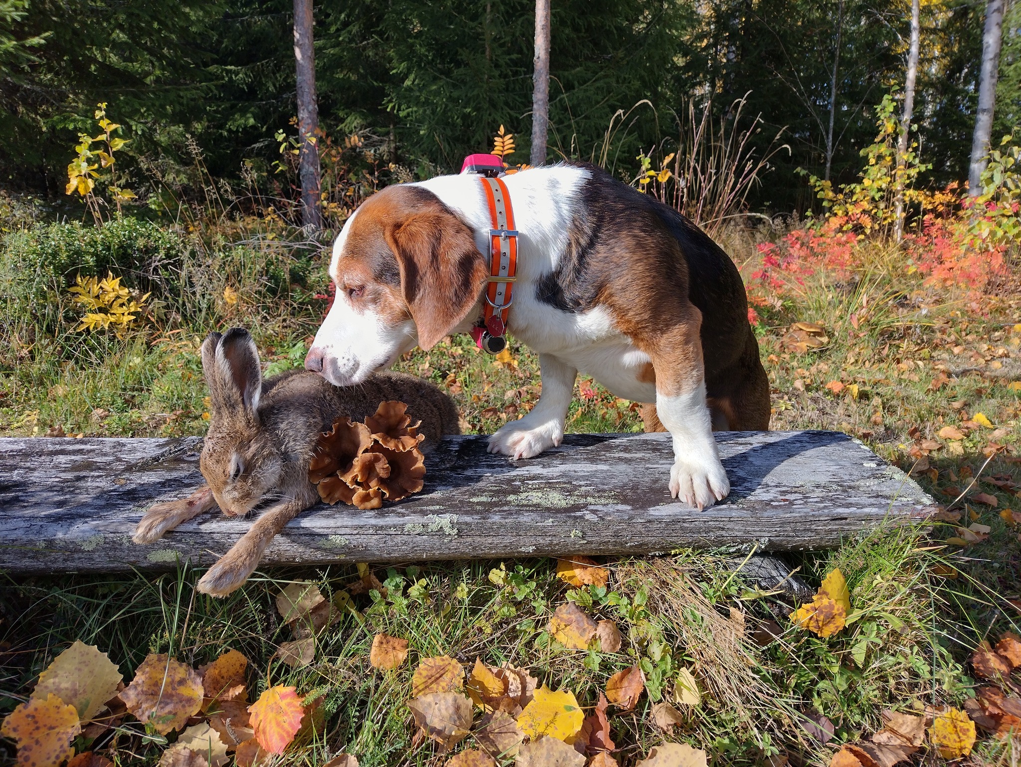 Tiedote sorkkaeläinten ajattamisesta kokeissa