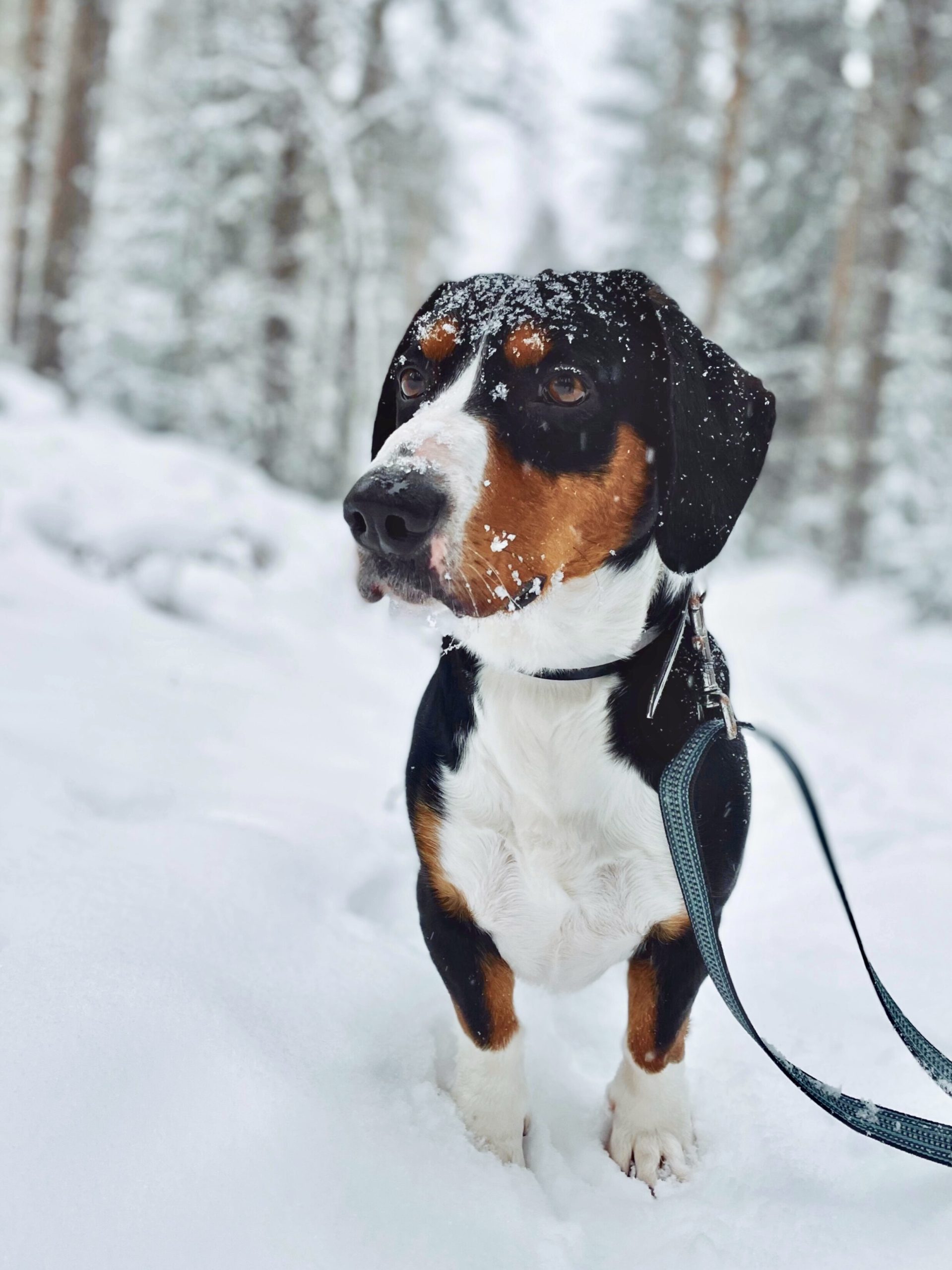 KENNELLIITON TIEDOTE 9.3.2026: Hirvieläinten metsästyksessä käytettävien koirien kokeita ei enää järjestetä 31.12. jälkeen